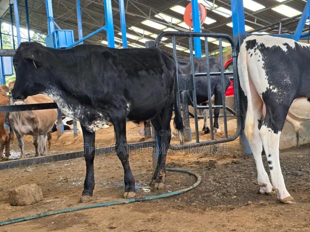 Girilando Breeding Bull - thumbnail 8