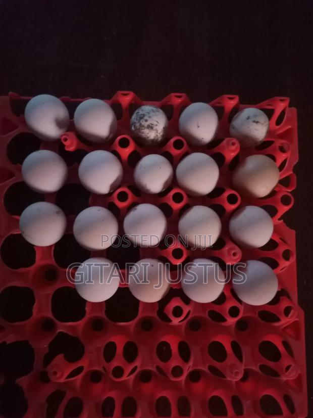 Pure White Guinea Fowl Fertilized Eggs - main view