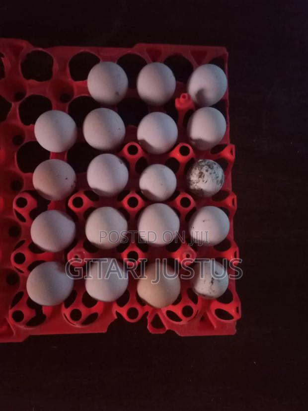 Pure White Guinea Fowl Fertilized Eggs - thumbnail 2