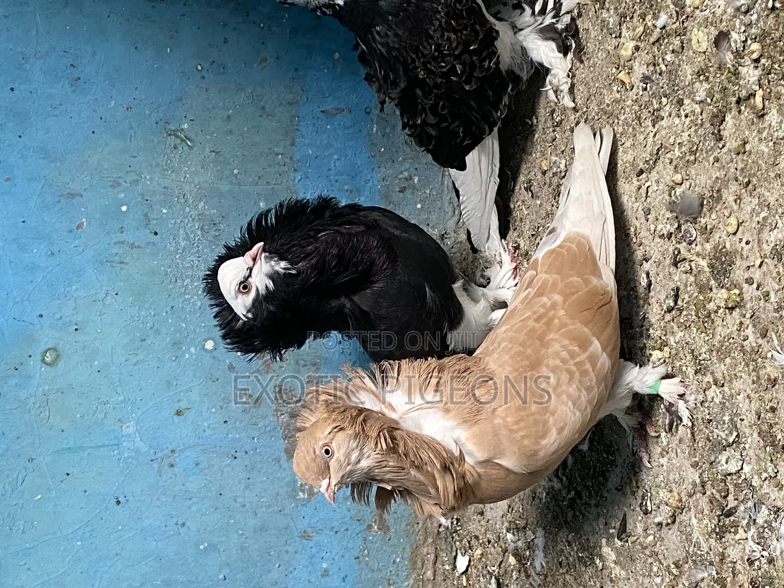 American Saint Pigeon Pair