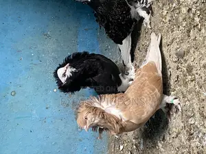 American Saint Pigeon Pair