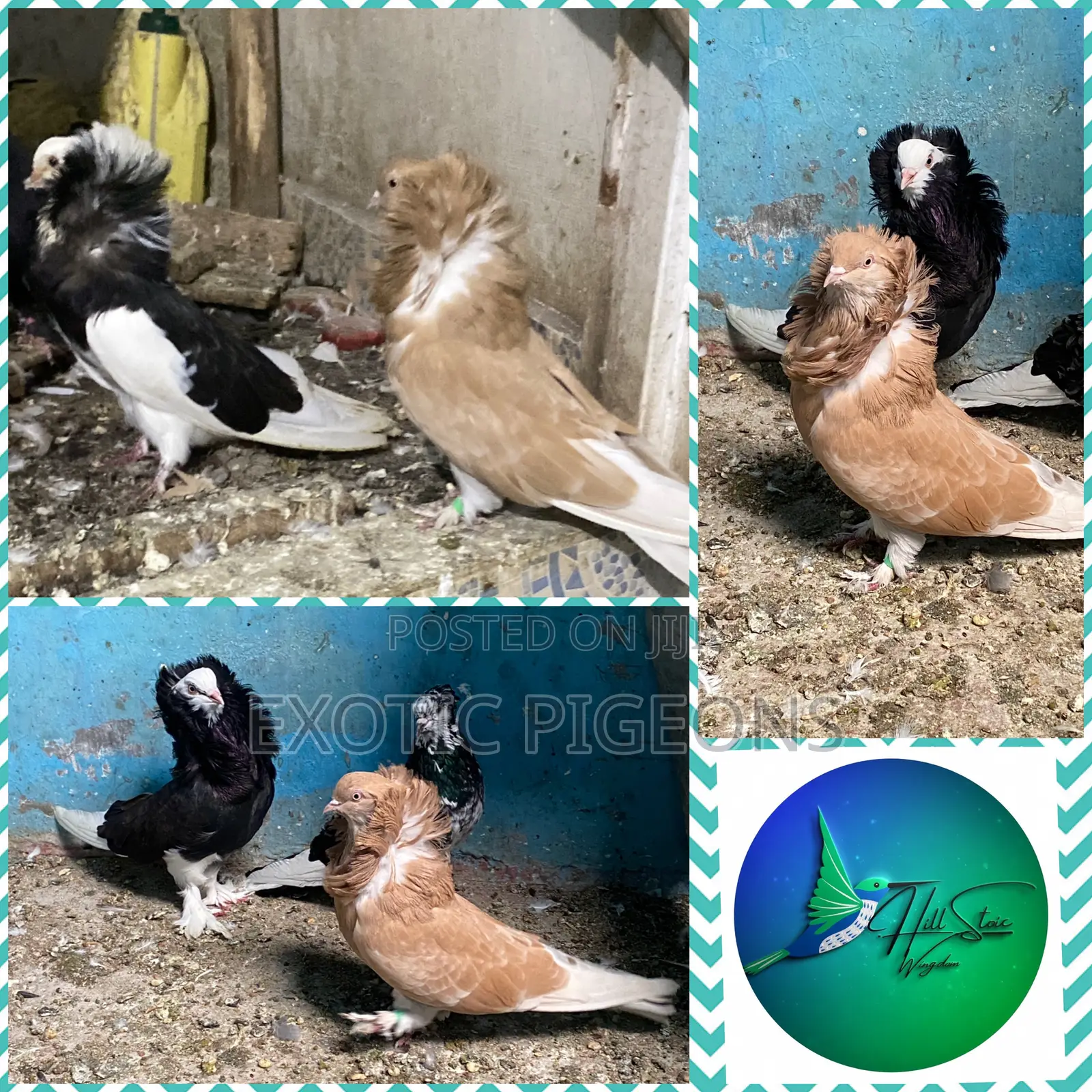 American Saint Pigeon Pair