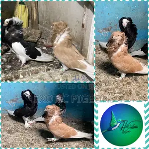 American Saint Pigeon Pair