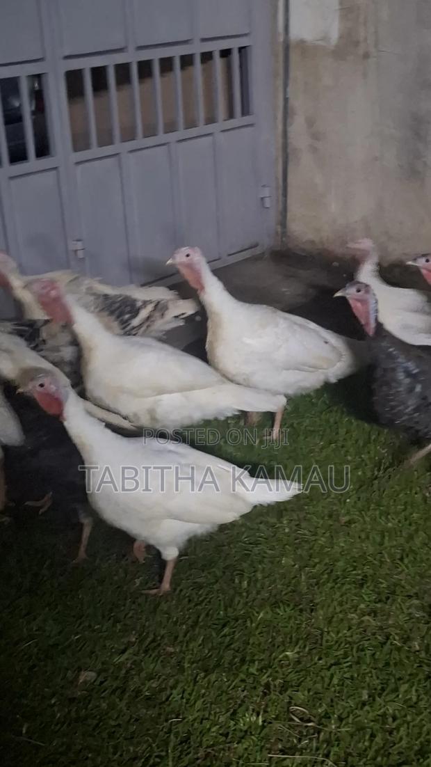 Turkey Birds - main view