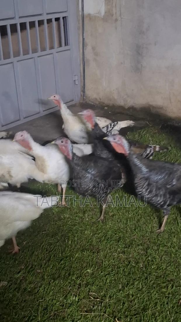 Turkey Birds - thumbnail 2