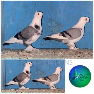 Blue Bar Shortbeak Pigeon Pair - thumbnail 2