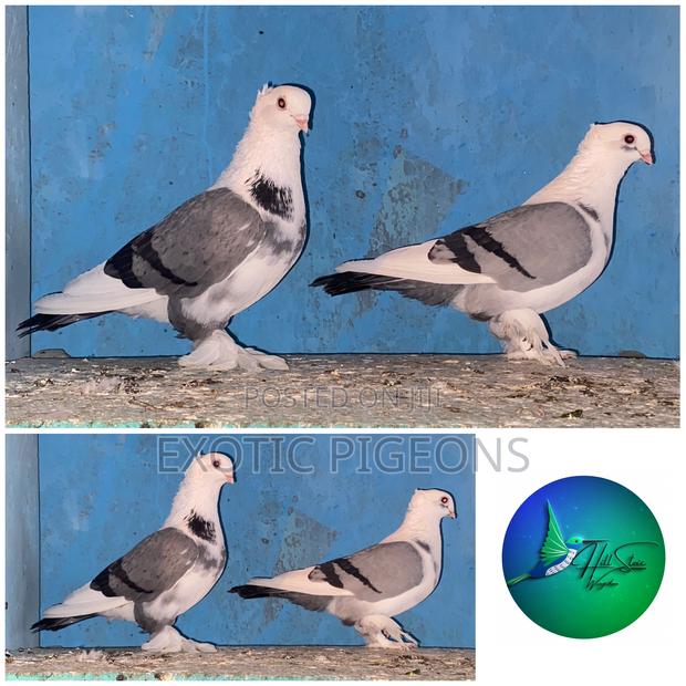 Blue Bar Shortbeak Pigeon Pair - main view