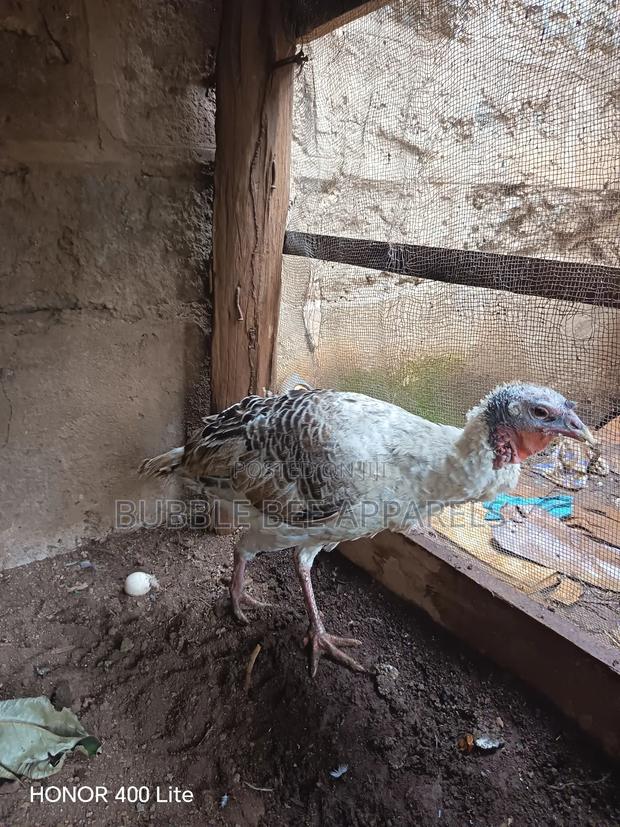Turkey(Hen)
