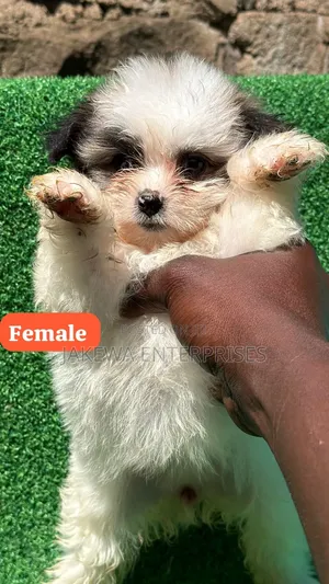 1-3 months Female Purebred Havanese