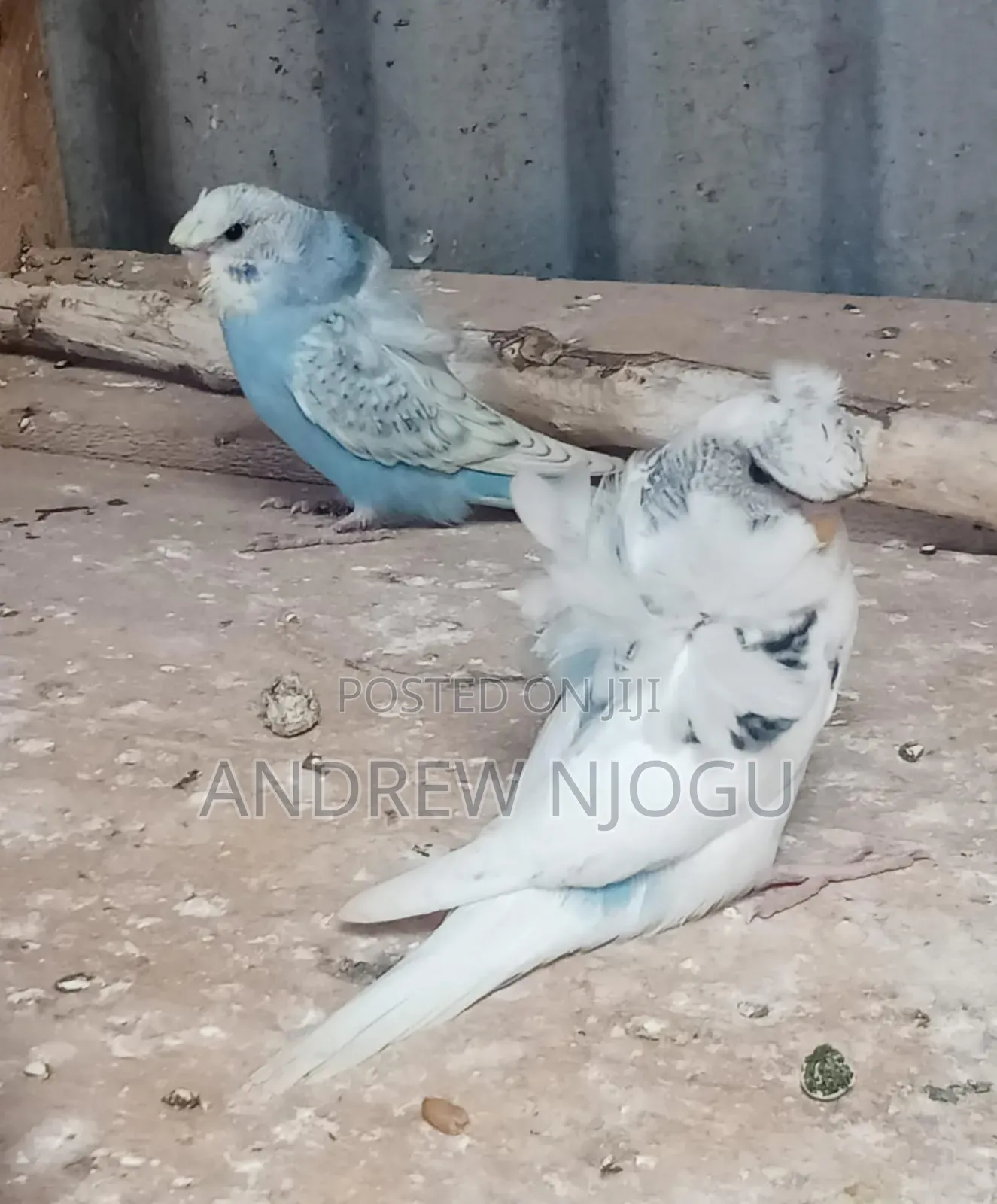 Young Flower Budgies Available