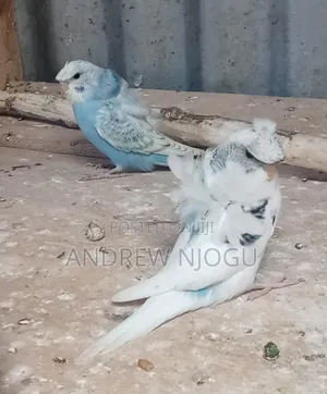 Young Flower Budgies Available