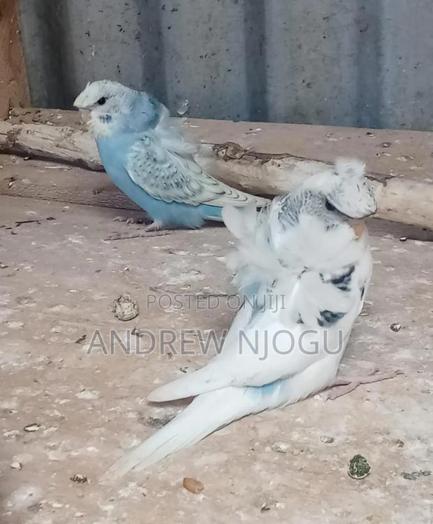 Young Flower Budgies Available - main view