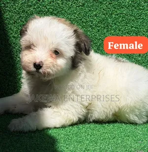1-3 months Female Purebred Havanese