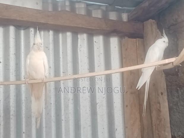 Mature Pure White Cockatiels Pair - main view