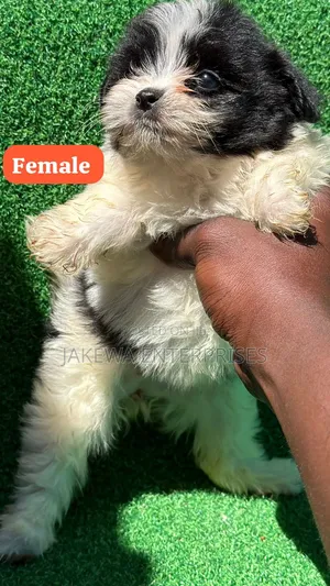 1-3 months Female Purebred Havanese