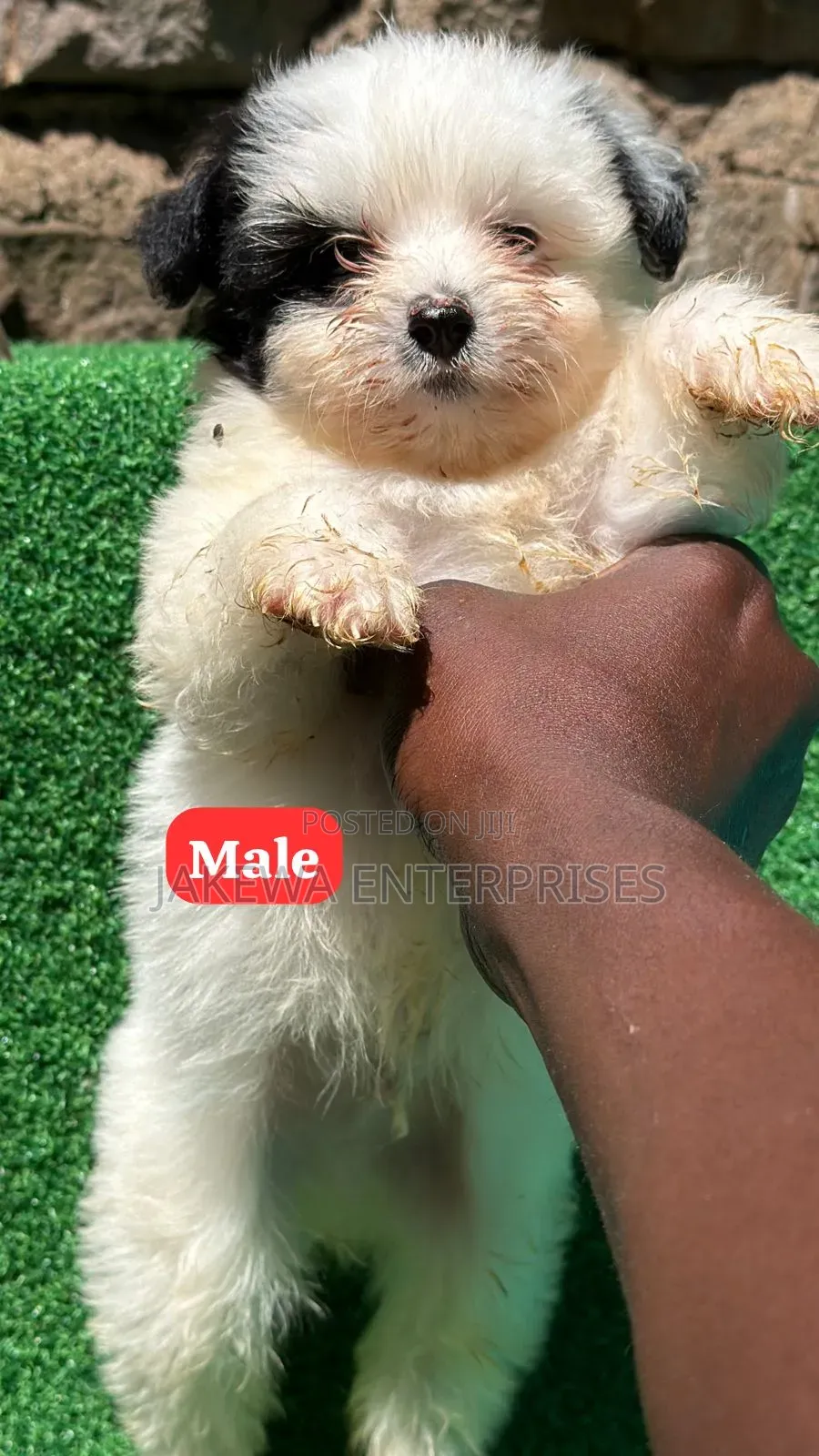 1-3 months Male Purebred Havanese