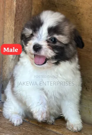 1-3 months Male Purebred Havanese
