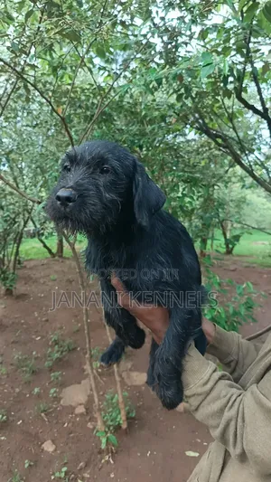 1-3 months Female Mixed Breed Labrador Retriever