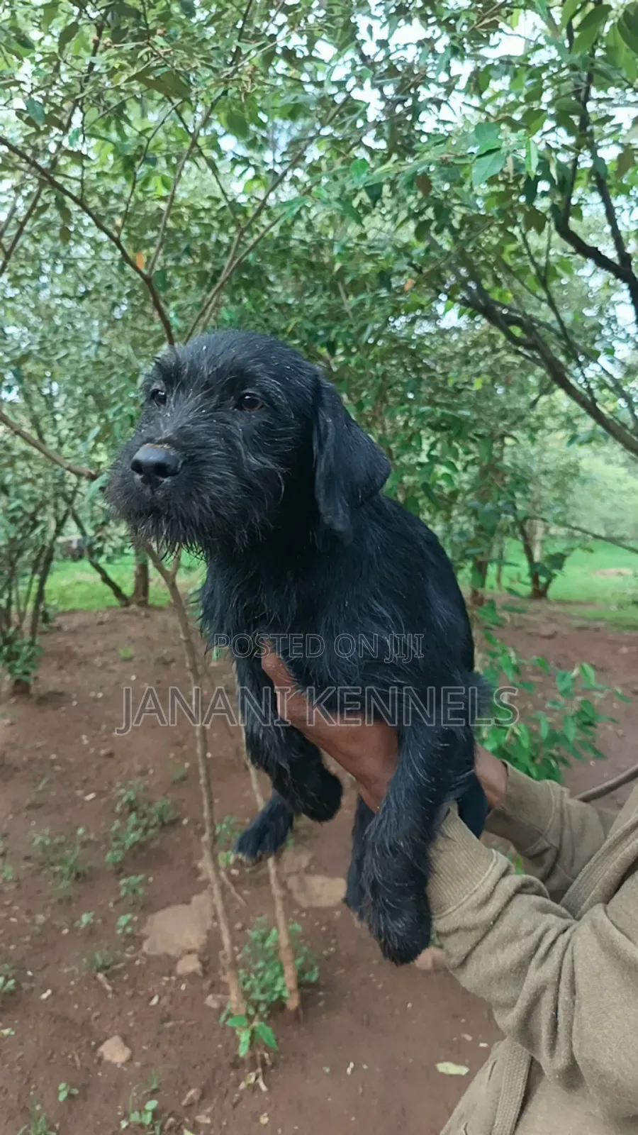 1-3 months Female Mixed Breed Labrador Retriever