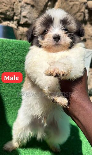 1-3 months Male Purebred Havanese - thumbnail 2