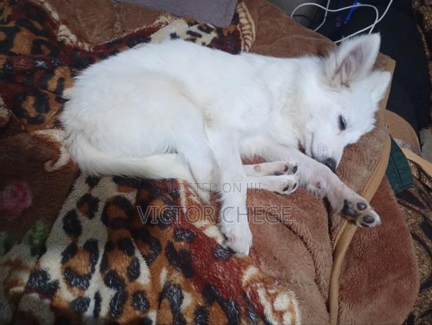 3-6 months Female Purebred Maltese