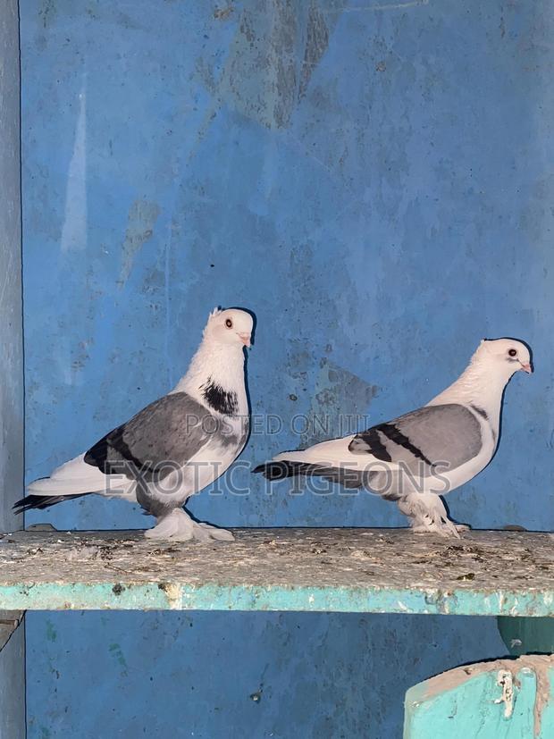 Blue Bar Shortbeak Pigeon Pair - thumbnail 3