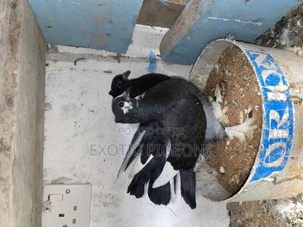 Black Hungarian Pair Pigeon - thumbnail 3