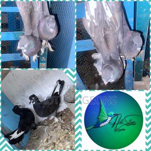 Black Hungarian Pair Pigeon - thumbnail 2