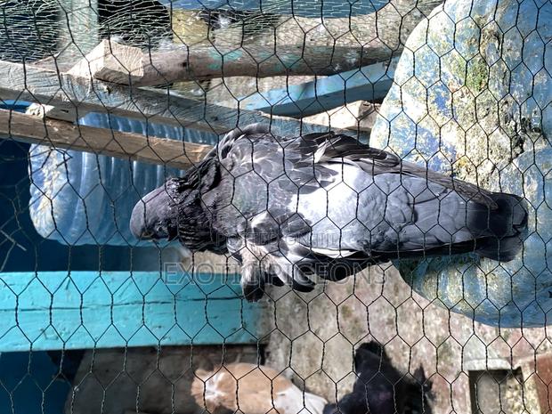 Chinese Pigeon Pair - thumbnail 3