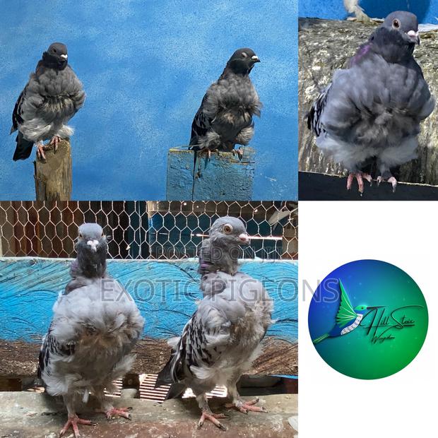 Chinese Pigeon Pair - main view