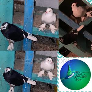 Speed Big Body Pigeon Pair - thumbnail 2