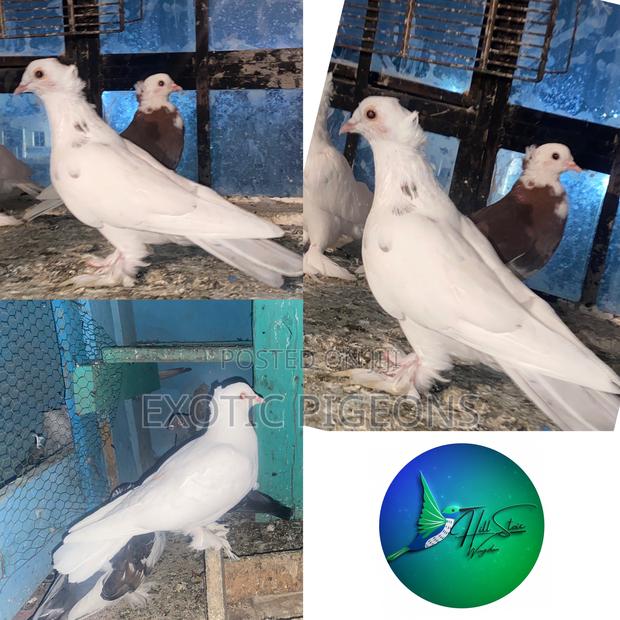 Hungarians Pigeon Pair - main view