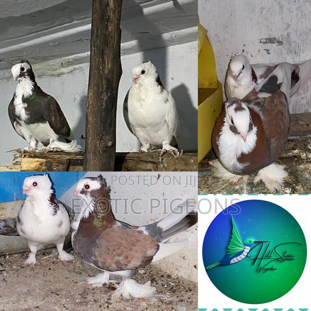 Brown Shortbeak Pigeon Pair - main view
