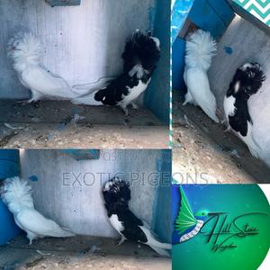 White Capuchin Pair - thumbnail 2