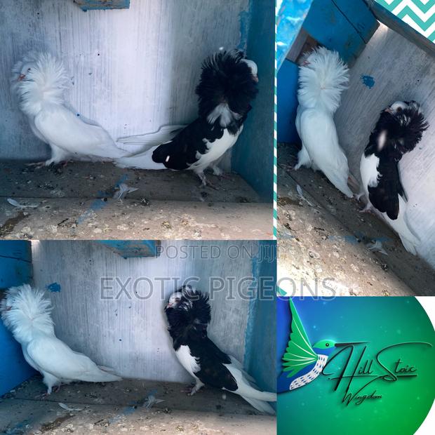 White Capuchin Pair - main view