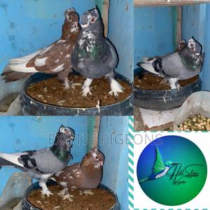 Bluebar and Brown Shortbeak Pair - thumbnail 2