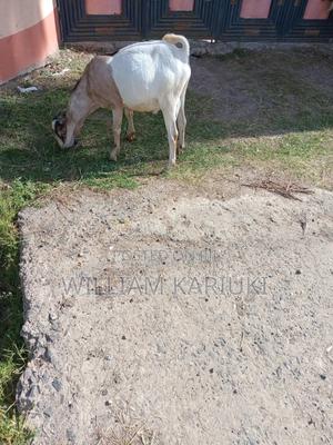 Mature Goat - thumbnail 2