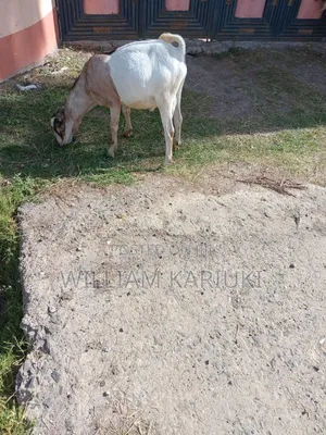 Mature Goat