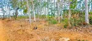 4.3 Acres Highway Frontage Plot For Sale – Mavueni