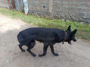 1+ year Female Purebred German Shepherd - thumbnail 2