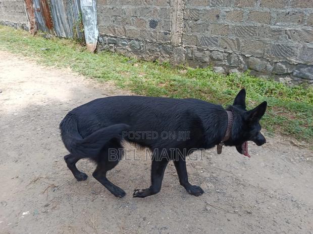 1+ year Female Purebred German Shepherd - main view