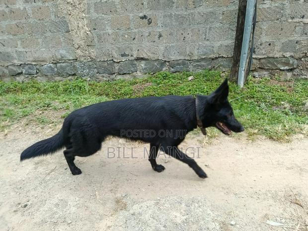 1+ year Female Purebred German Shepherd - thumbnail 3