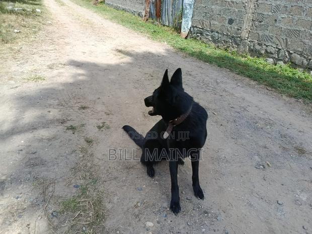 1+ year Female Purebred German Shepherd - thumbnail 4