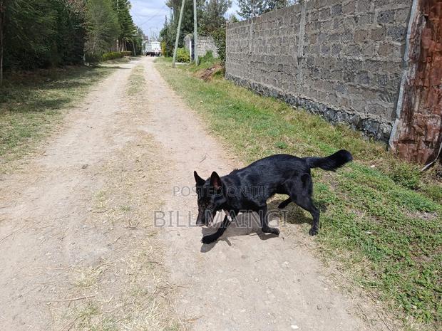 1+ year Female Purebred German Shepherd - thumbnail 5