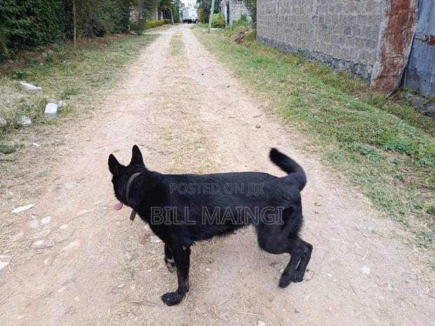 1+ year Female Purebred German Shepherd - thumbnail 6