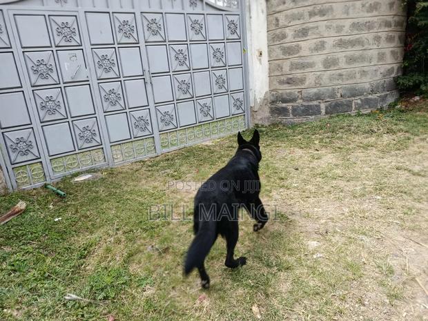 1+ year Female Purebred German Shepherd - thumbnail 7