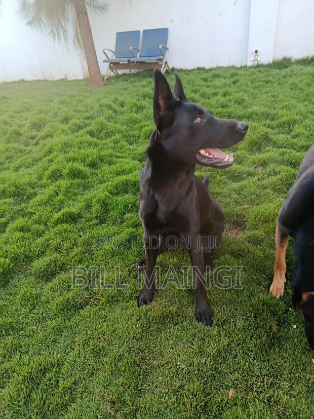 1+ year Female Purebred German Shepherd - thumbnail 8