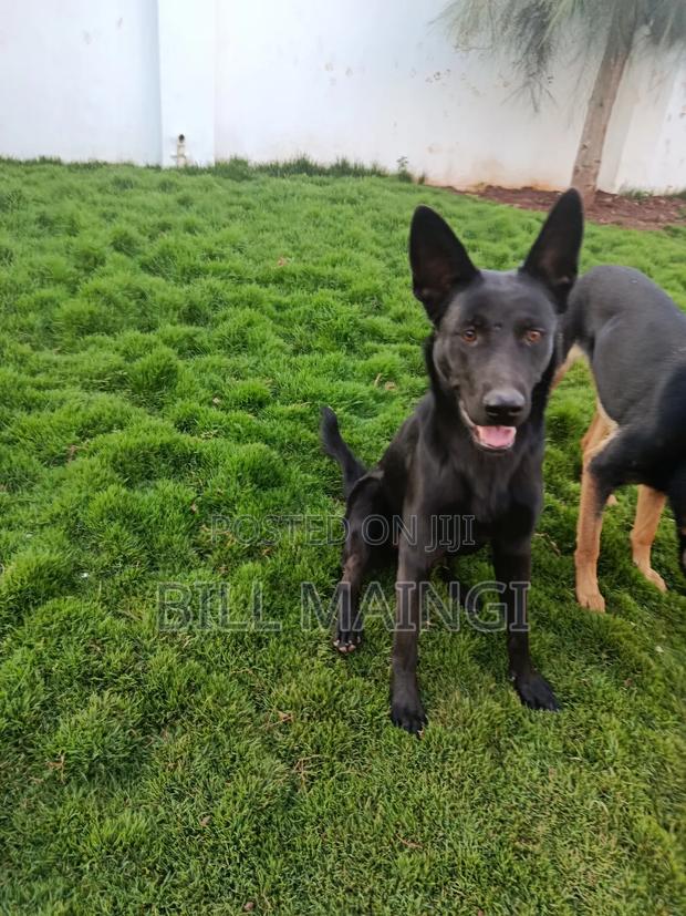 1+ year Female Purebred German Shepherd - thumbnail 9