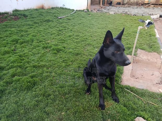 1+ year Female Purebred German Shepherd - thumbnail 10