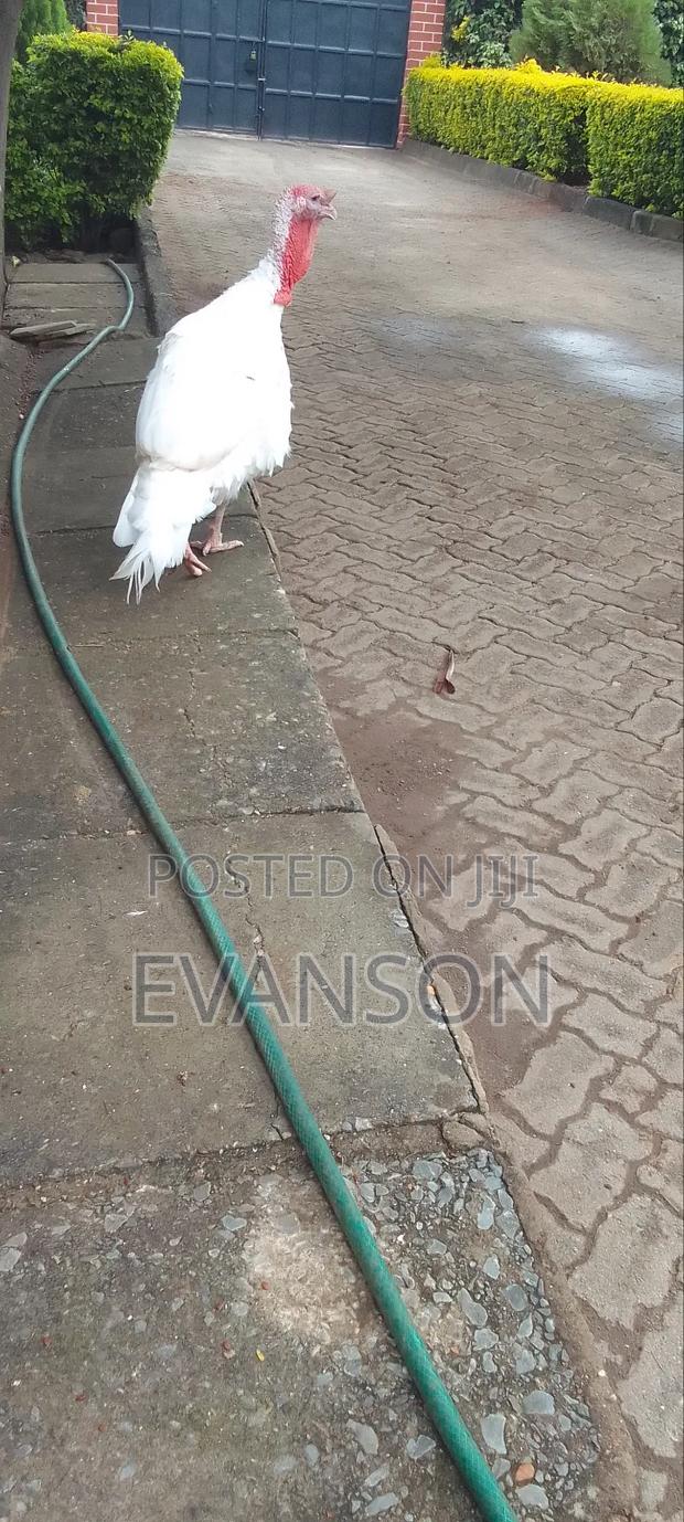 Pure White Turkeys - main view